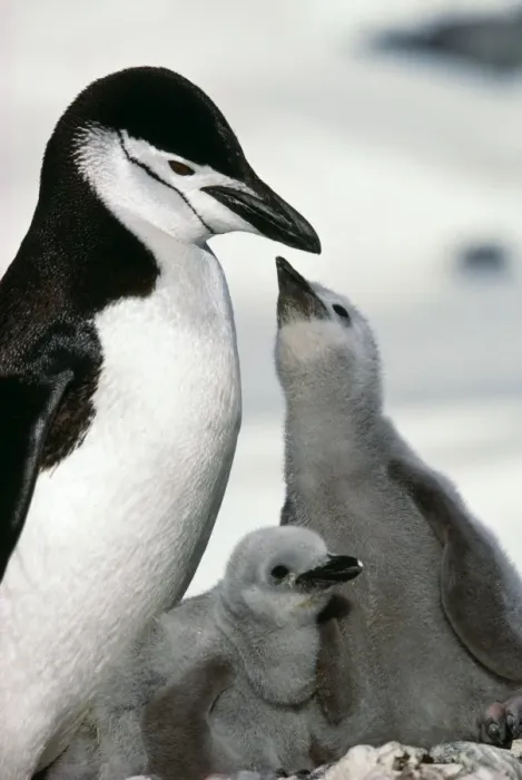 Framed Print : Chinstrap Penguin Adult & 2 chicks 1 begging. Paradise Bay, Antarctic Peninsula Framed Print : Chinstrap Penguin Adult & 2 chicks 1 begging. Paradise Bay, Antarctic Peninsula
