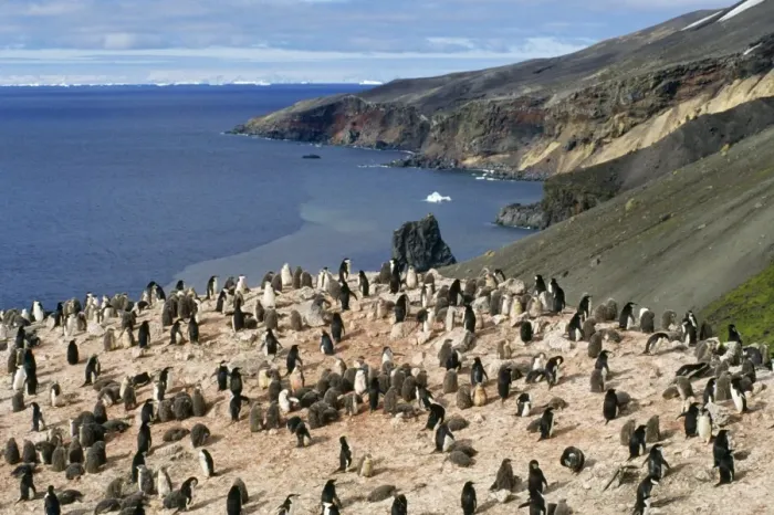 Framed Print : Chinstrap Penguin - colony Deception Island, Antarctica Framed Print : Chinstrap Penguin - colony Deception Island, Antarctica