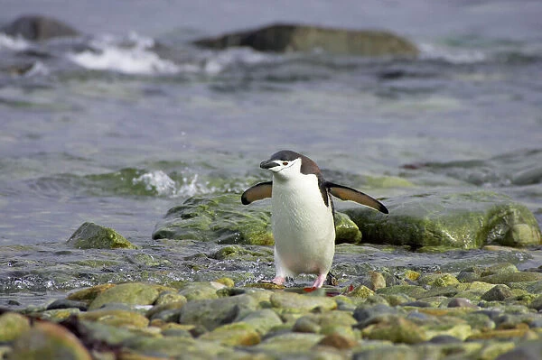 Chinstrap Penguin - Coming ashore South Orkneys, Antarctica BI007618. tif