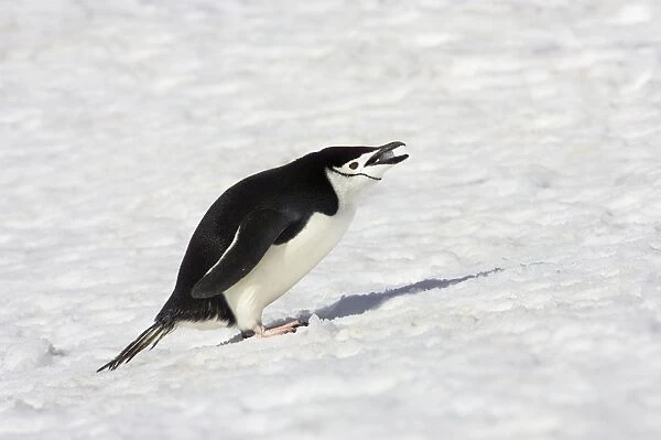 Chinstrap Penguin - Eating Snow Pygoscelis antarctica Half Moon island Antarctica BI012495