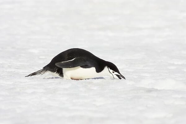 Chinstrap Penguin - Eating Snow Pygoscelis antarctica Half Moon island Antarctica BI012503