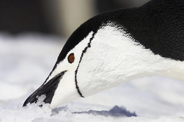 Chinstrap Penguin - Eating Snow Pygoscelis antarctica Half Moon island Antarctica BI012538