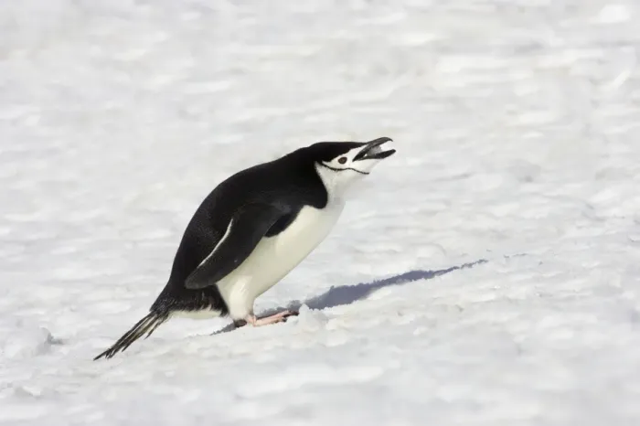 Framed Print : Chinstrap Penguin - Eating Snow Pygoscelis antarctica Half Moon island Antarctica BI012495 Framed Print : Chinstrap Penguin - Eating Snow Pygoscelis antarctica Half Moon island Antarctica BI012495