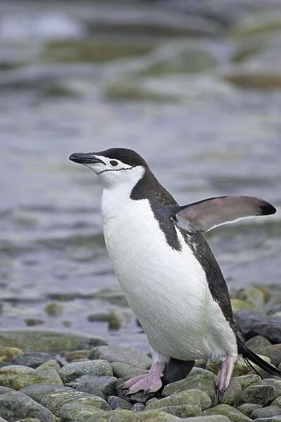 Chinstrap Penguin - Emerging from sea Pygoscelis antarctica South Orkneys Antarctica BI007701. tif