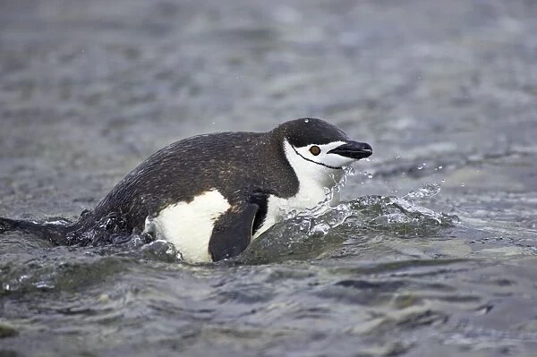 Chinstrap Penguin - Emerging from sea South Orkneys, Antarctica BI007643. tif