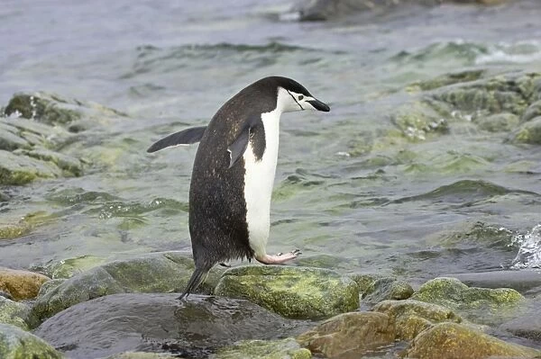 Chinstrap Penguin - Entering sea South Orkneys, Antarctica BI007658. tif