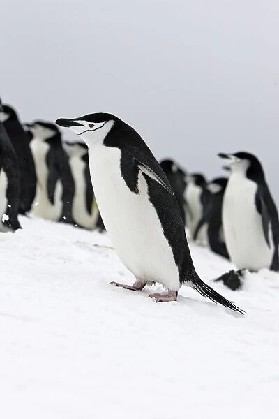 Chinstrap Penguin. Half Moon Island - Antarctic Peninsula