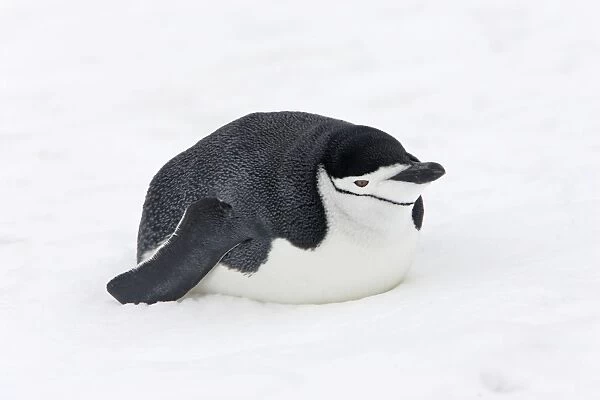 Chinstrap Penguin. Half Moon Island - Antarctic Peninsula