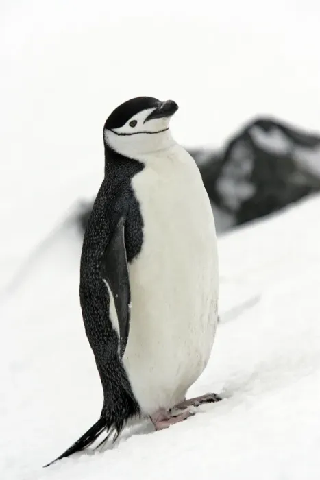 Framed Print : Chinstrap Penguin. Half Moon Island - Antarctic Peninsula Framed Print : Chinstrap Penguin. Half Moon Island - Antarctic Peninsula