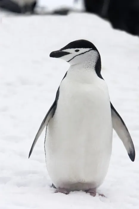 Framed Print : Chinstrap Penguin. Half Moon Island - Antarctic Peninsula Framed Print : Chinstrap Penguin. Half Moon Island - Antarctic Peninsula