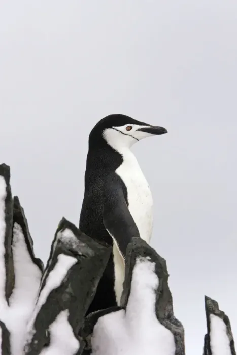 Framed Print : Chinstrap Penguin Half Moon Island Antarctic Peninsula Framed Print : Chinstrap Penguin Half Moon Island Antarctic Peninsula
