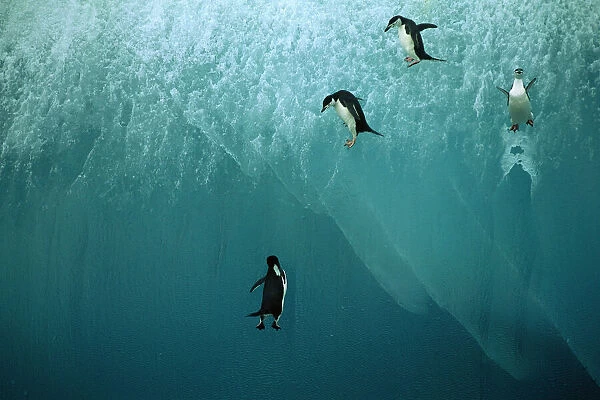 Chinstrap Penguin - jumping off blue iceberg, Antarctic region, Islands in the southern oceans, Antarctic peninsular JPF30984