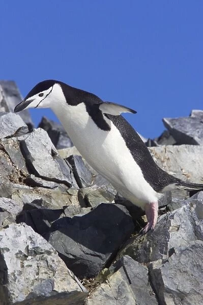 Chinstrap Penguin - Leaping from Rock Pygoscelis antarctica Half Moon island Antarctica BI012555