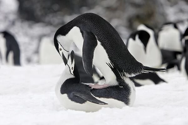 Chinstrap Penguin - mating. Half Moon Island - Antarctic Peninsula