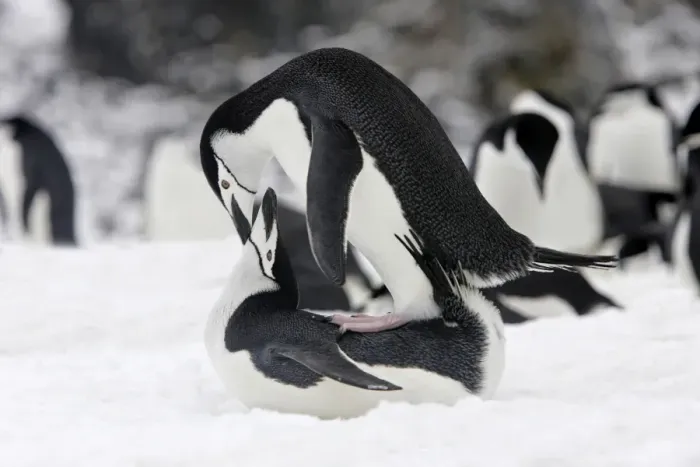 Framed Print : Chinstrap Penguin - mating. Half Moon Island - Antarctic Peninsula Framed Print : Chinstrap Penguin - mating. Half Moon Island - Antarctic Peninsula