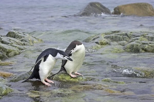 Chinstrap Penguin - Pair by sea South Orkneys, Antarctica BI007662. tif