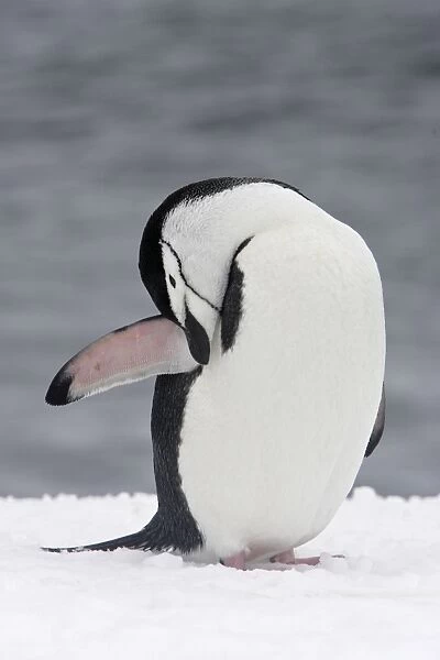 Chinstrap Penguin - preening. Half Moon Island - Antarctic Peninsula