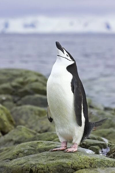 Chinstrap Penguin - Skypointing South Orkneys, Antarctica BI007674. tif