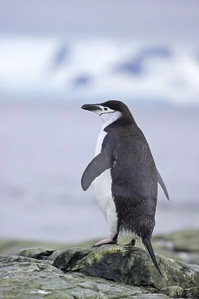 Chinstrap Penguin South Orkneys, Antarctica BI007697. tif