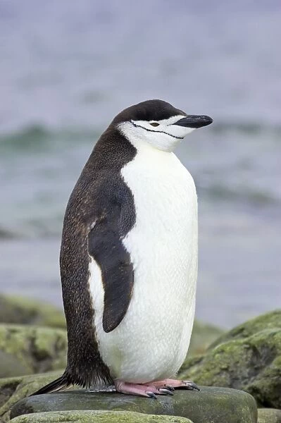Chinstrap Penguin South Orkneys, Antarctica BI007669. tif