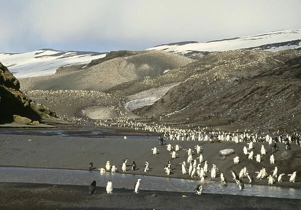Chinstrap Penguin - view of rookery Deception Island Antarctic