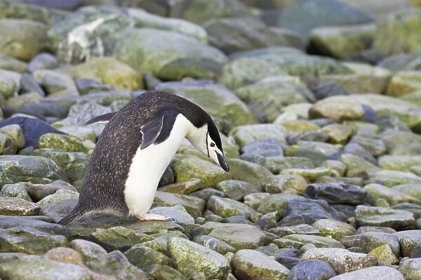 Chinstrap Penguin - Walking South Orkneys, Antarctica BI007610. tif