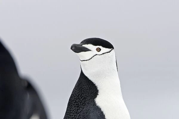 Chinstrap Penguins. Half Moon Island - Antarctic Peninsula