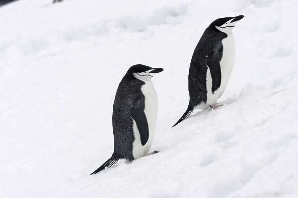 Chinstrap Penguins. Half Moon Island - Antarctic Peninsula