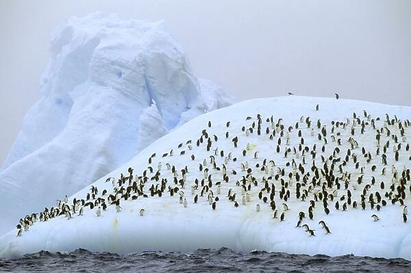 Chinstrap Penguins - On iceberg, Antarctic region, Islands in the southern oceans, Antarctic peninsular JPF30975