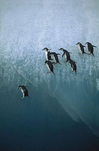 Chinstrap penguins - jumping off blue iceberg, South Sandwich Islands, Antarctica, Islands in the southern oceans, Antarctic peninsular JPF31492