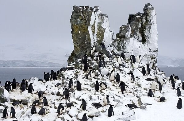 Chinstrap Penquin - On Half Moon Island breeding grounds with fresh snow fall. October Antarctic