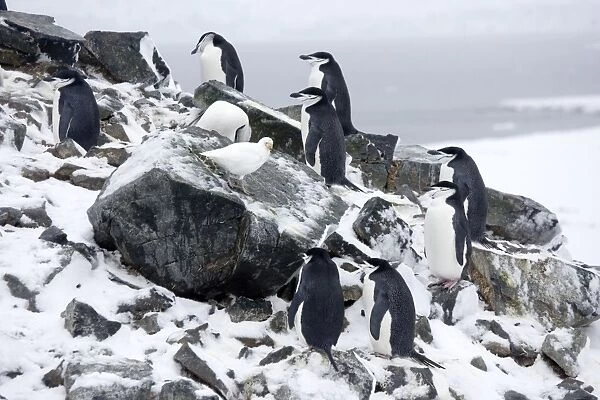 Chinstrap Penquins - On Half Moon Island just arrived on breeding grounds with a Snowy Sheathbill (Chionis alba) looking for food. Antarctic