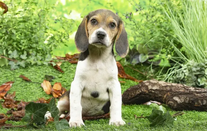 Framed Print : CHIOT BEAGLE Framed Print : CHIOT BEAGLE