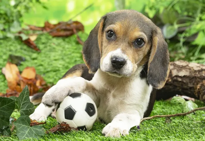 Framed Print : CHIOT BEAGLE Framed Print : CHIOT BEAGLE