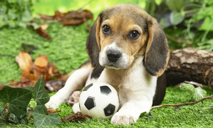 Framed Print : CHIOT BEAGLE Framed Print : CHIOT BEAGLE