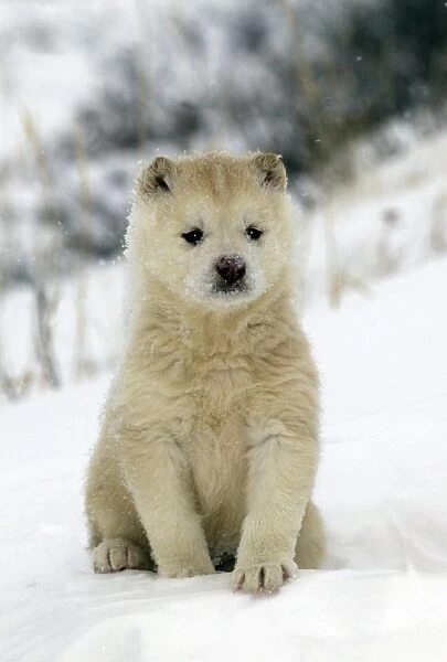 chiot de chien husky du canada