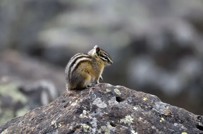 Framed Print : Least Chipmunk Side view sitting on rock Yellowstone NP. USA Framed Print : Least Chipmunk Side view sitting on rock Yellowstone NP. USA
