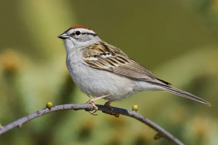 Framed Print : Chipping Sparrow Connecticut, USA Framed Print : Chipping Sparrow Connecticut, USA