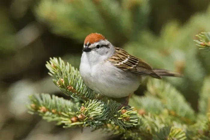 Framed Print : Chipping Sparrow Connecticut, USA Framed Print : Chipping Sparrow Connecticut, USA