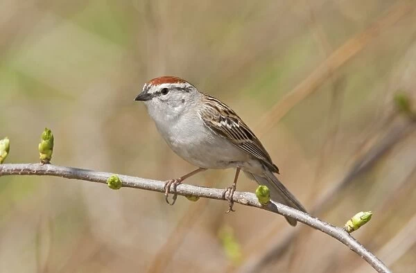 Chipping Sparrow. CT in April. USA