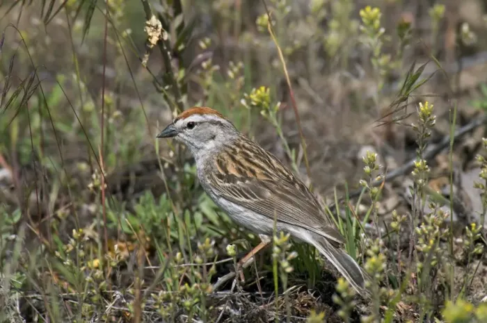 Framed Print : Chipping Sparrow - on ground - Western U. S. - Summer _D3C4336 Framed Print : Chipping Sparrow - on ground - Western U. S. - Summer _D3C4336