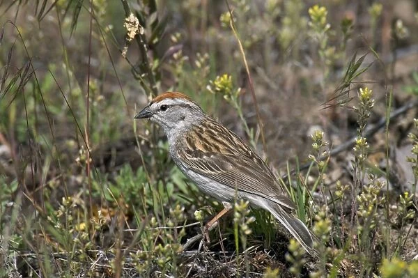 Chipping Sparrow - on ground - Western U. S. - Summer _D3C4336