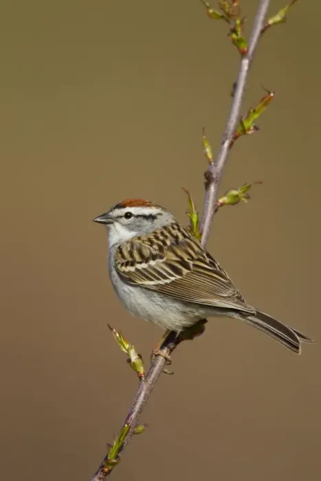 Framed Print : Chipping Sparrow on territory in spring. CT in April. USA