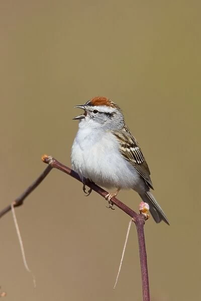 Chipping Sparrow on territory in spring. CT in April. USA