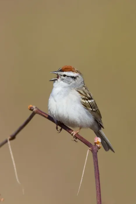 Framed Print : Chipping Sparrow on territory in spring. CT in April. USA Framed Print : Chipping Sparrow on territory in spring. CT in April. USA
