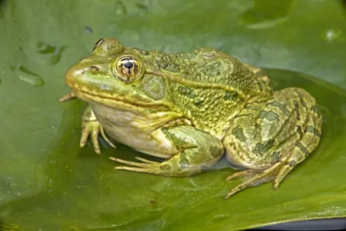 Framed Print : Chiricahua Leopard Frog (Rana chiricahuensis) - Arizona - USA - Also known as Ramsey Canyon Leopard Frog (Rana subaquavocalis) - IUCN vulnerable - Protected under Arizona state law - Declining populations due to habitat loss
