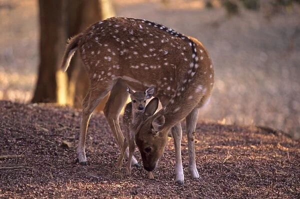Chital caring for a new born, Ranthambore National Park, India