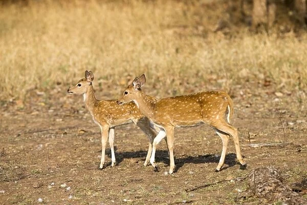 Chital  /  Cheetal  /  Spotted  /  Axis Deer
