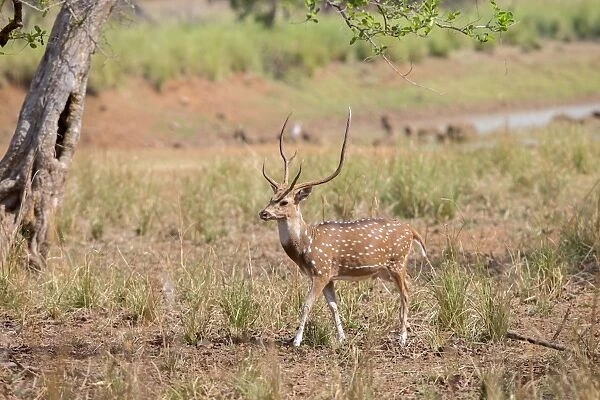 Chital  /  Cheetal  /  Spotted  /  Axis Deer male