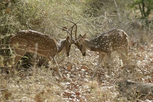 Chital - fighting Bandhavgarh NP, India Order: Artiodactyla Fm: Cervidae